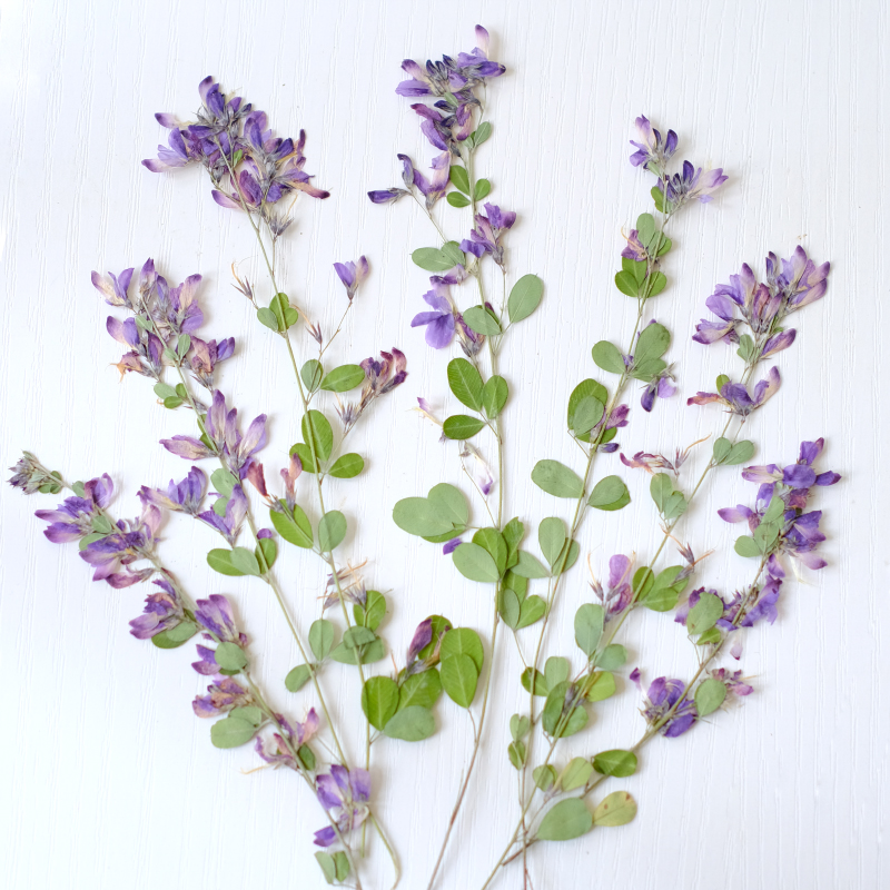 6pcs,nature Lespedeza Formosa  - Dried Flower Bookmark のレビューと価格