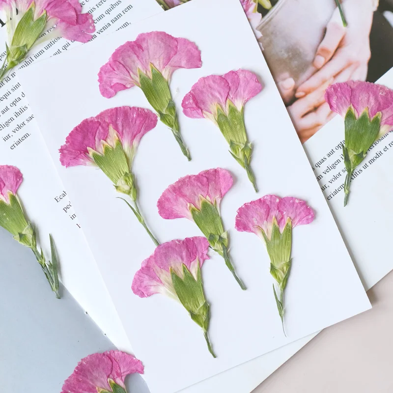 6pcs/4-7cm,Carnation dried flo - Dried Flower Bookmark のレビューと価格