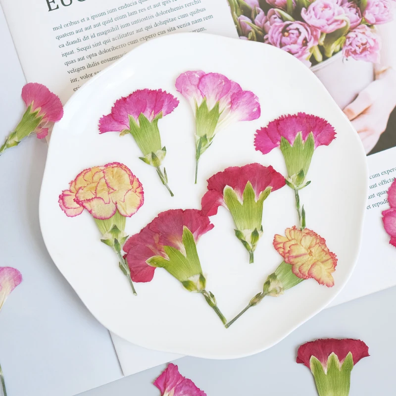 6pcs/4-7cm,Carnation dried flo - Dried Flower Bookmark のレビューと価格