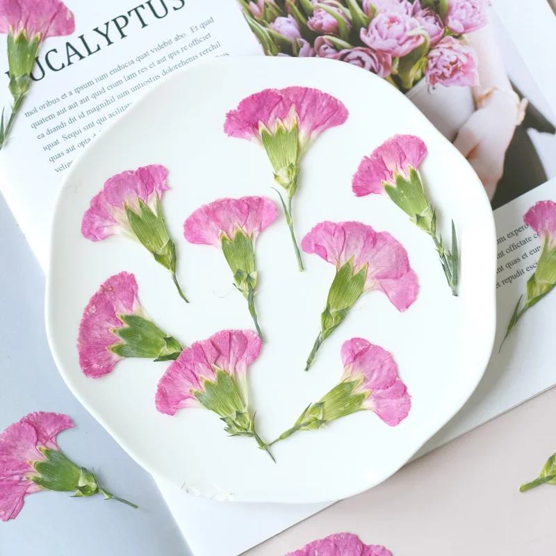 6pcs/4-7cm,Carnation dried flo - Dried Flower Bookmark のレビューと価格