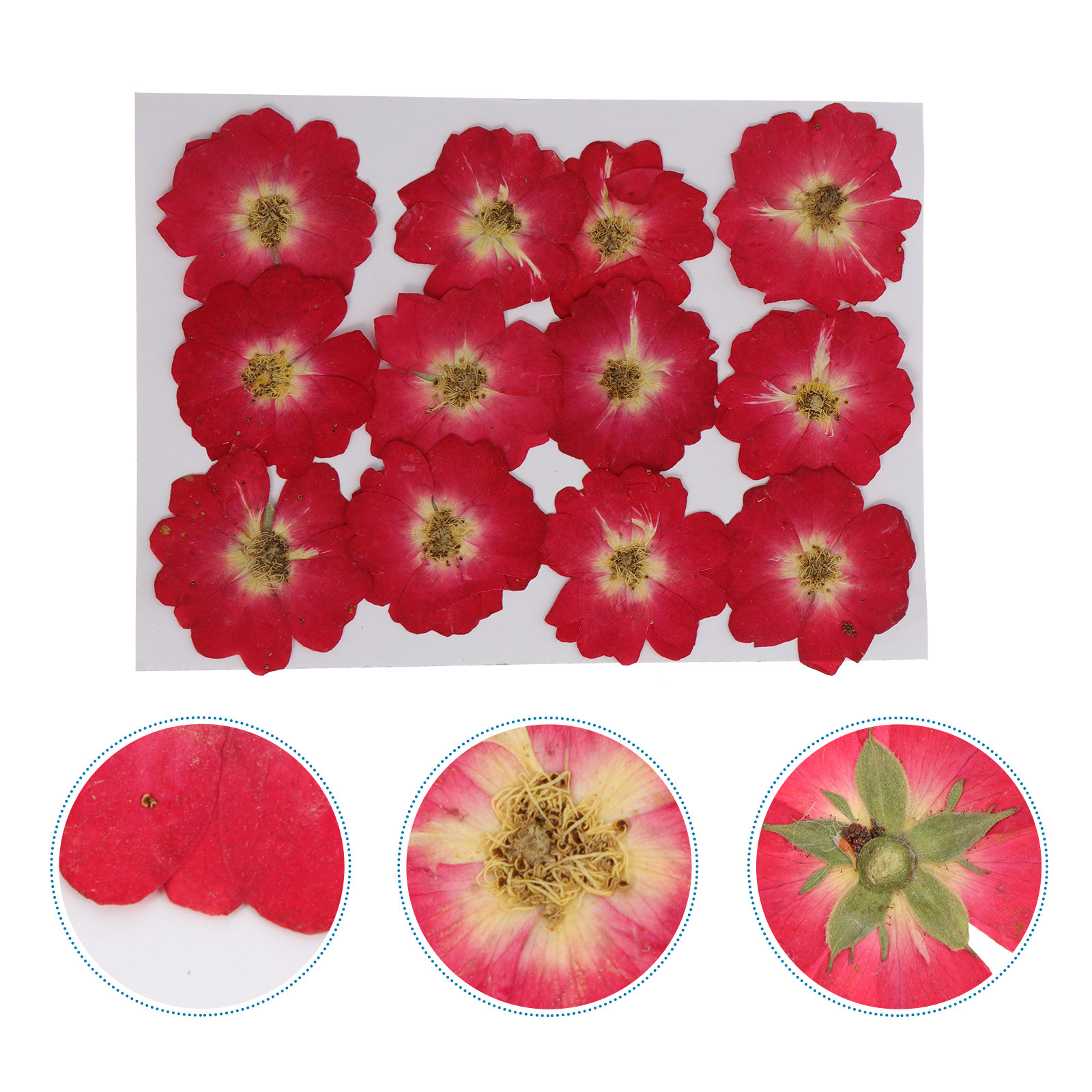 12Pcs Dried Pressed Flowers Na - Pressed Flower Art のレビューと価格