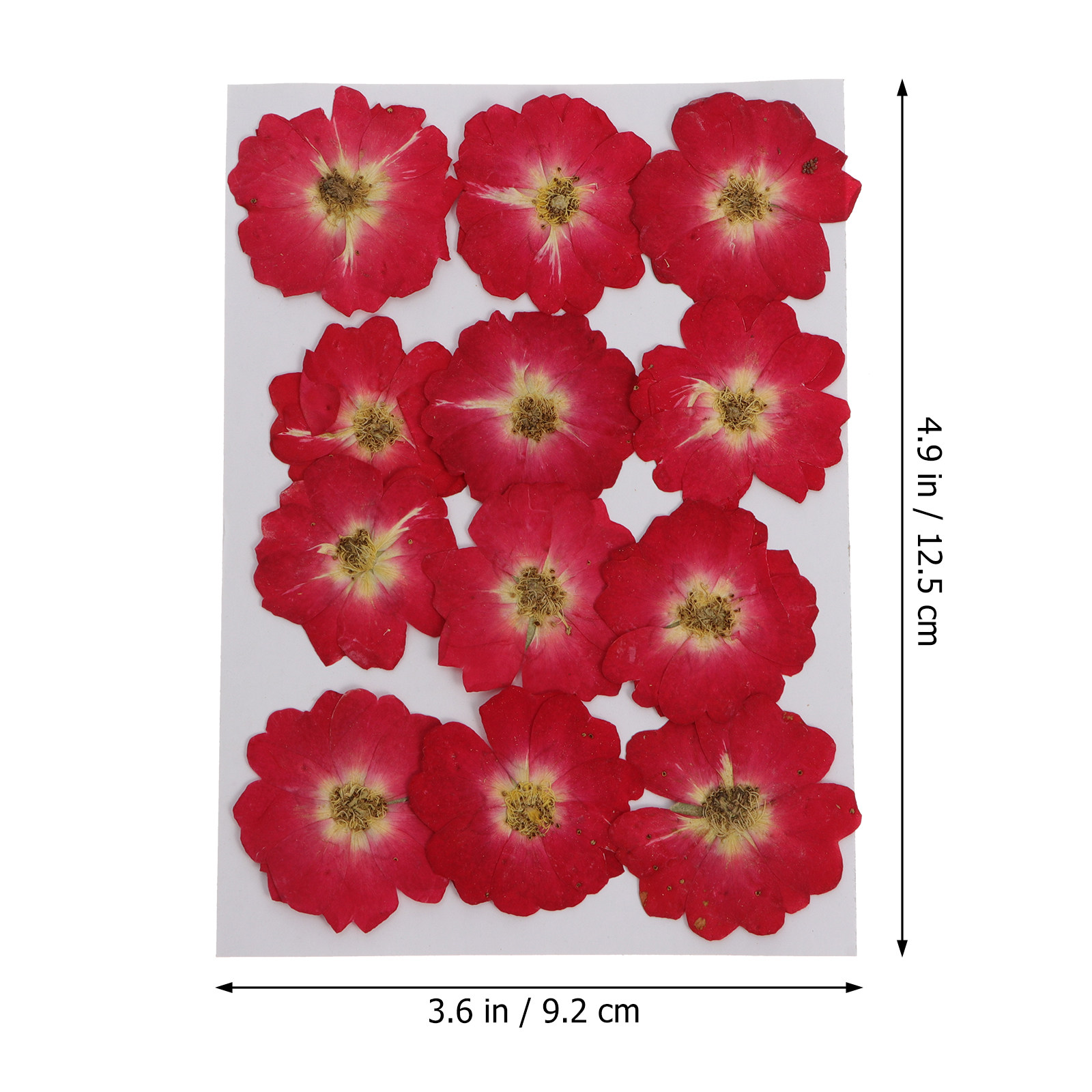 12Pcs Dried Pressed Flowers Na - Pressed Flower Art のレビューと価格