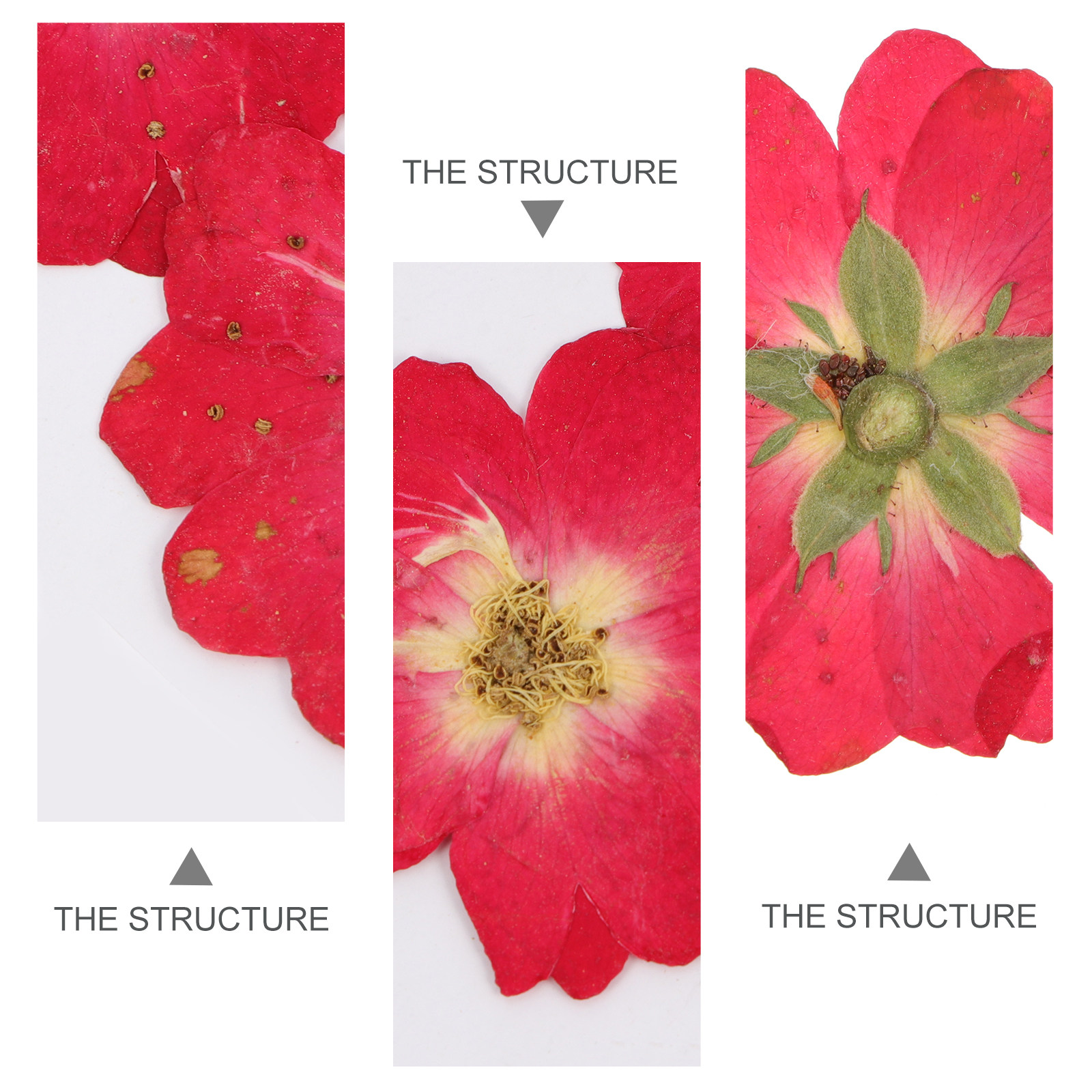 12Pcs Dried Pressed Flowers Na - Pressed Flower Art のレビューと価格