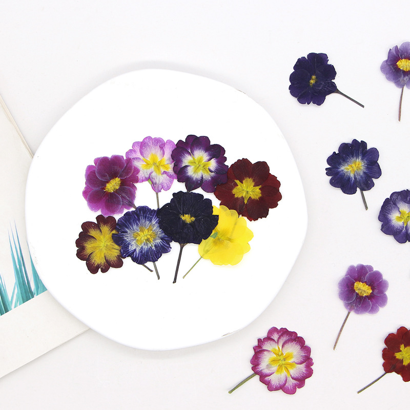 48Pcs European Primrose Teachi - Dried Flower Bookmark のレビューと価格