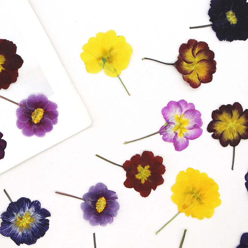 48Pcs European Primrose Teachi - Dried Flower Bookmark のレビューと価格