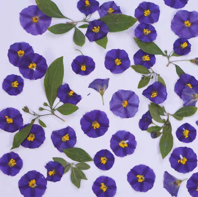 100pcs Pressed Dried Lycianthe - Dried Flower Bookmark のレビューと価格