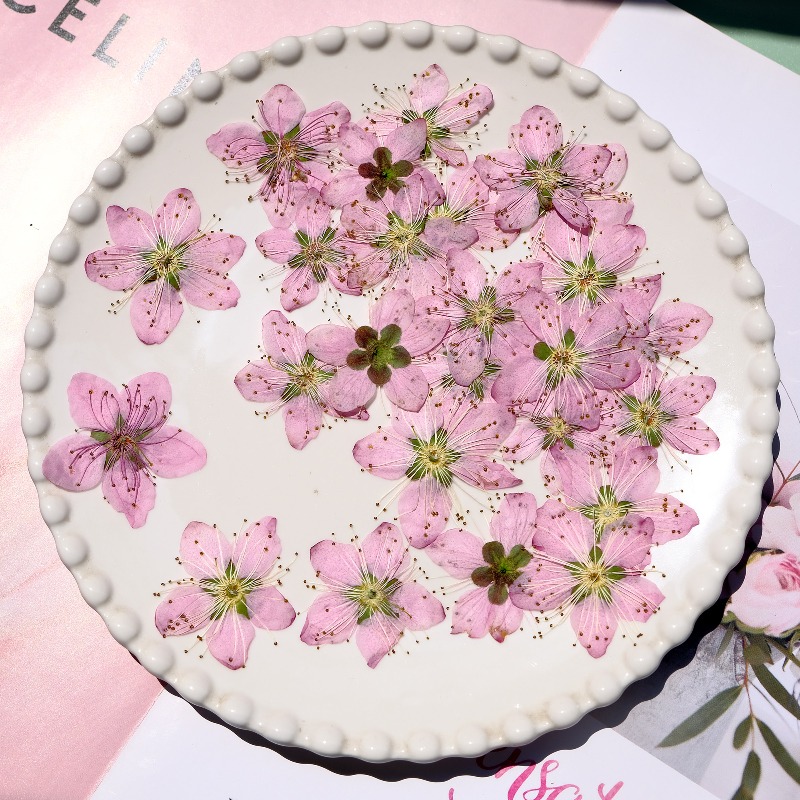 3-4cm./6pcs,Pink Peach Blossom - Dried Flower Bookmark のレビューと価格