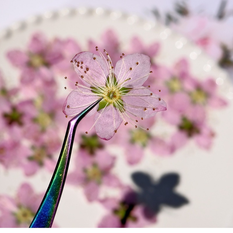 3-4cm./6pcs,Pink Peach Blossom - Dried Flower Bookmark のレビューと価格