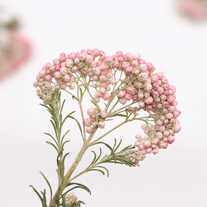 12pcs,Nature Millet flower bra - Dried Flower Bookmark のレビューと価格