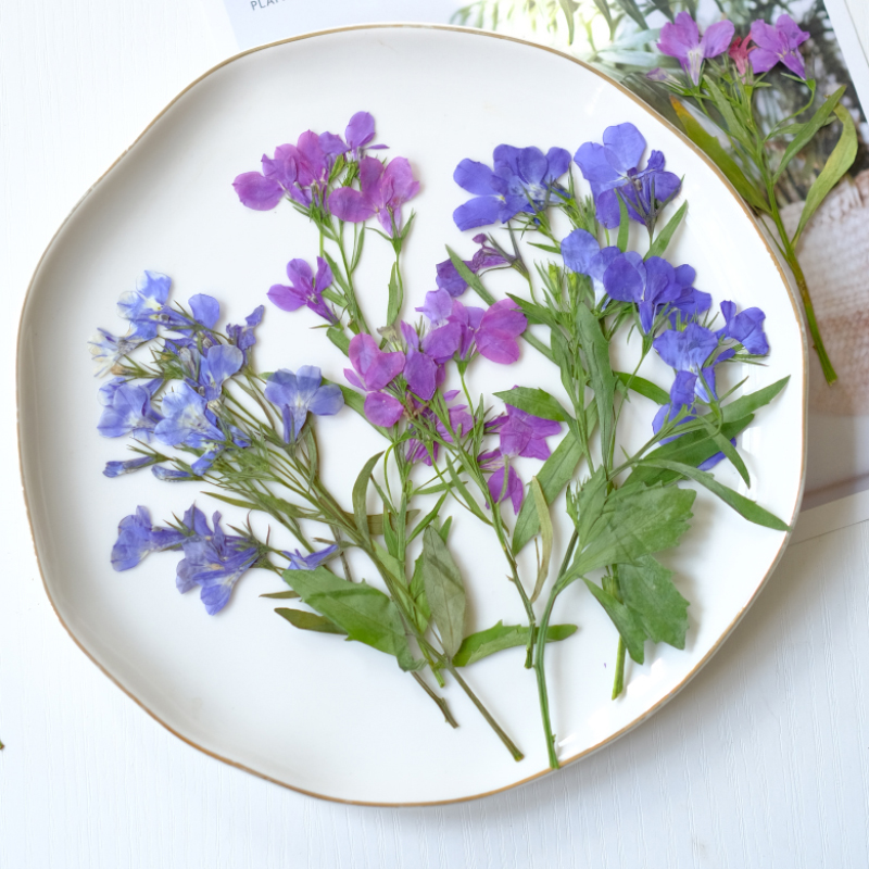 6pcs/8-13cm,nature Lobelia Eri - Dried Flower Bookmark のレビューと価格