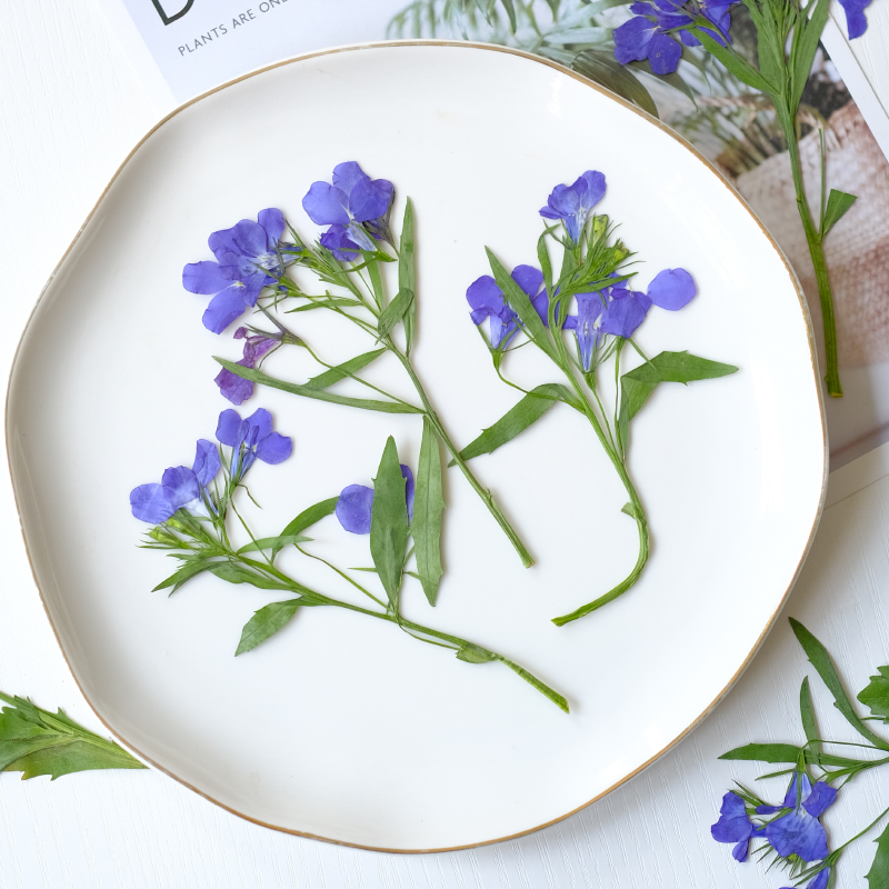 6pcs/8-13cm,nature Lobelia Eri - Dried Flower Bookmark のレビューと価格