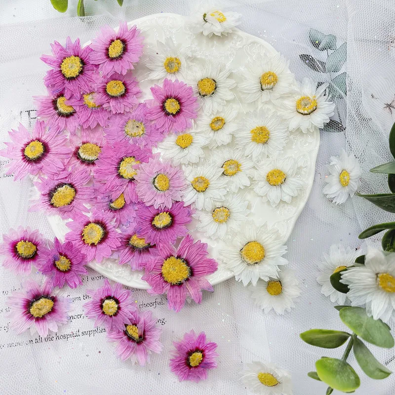 24pcs/2-4CM,Natural Pressed Fl - Dried Flower Bookmark のレビューと価格