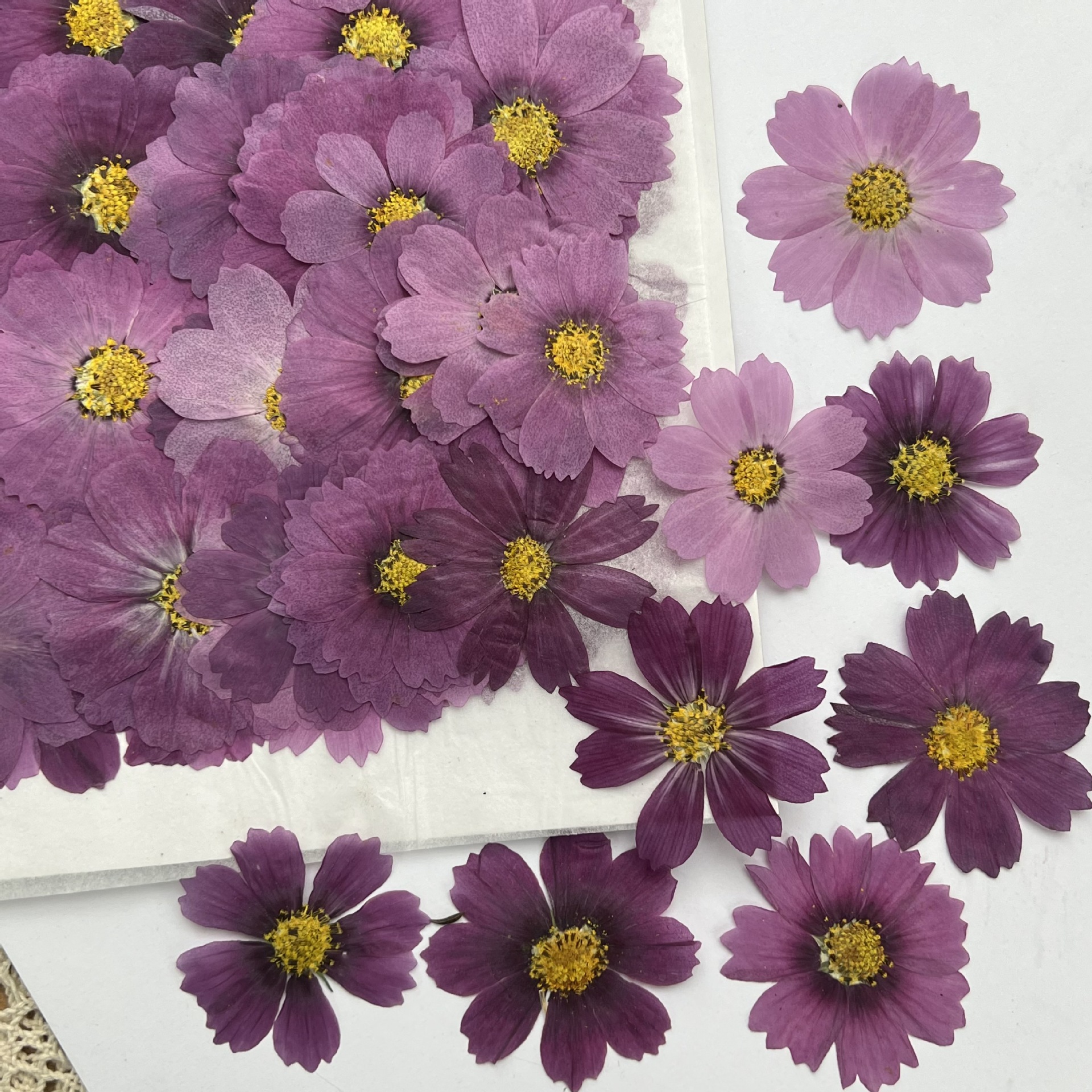 100Pcs Cosmos Dried Flower Pre - Dried Flower Bookmark のレビューと価格