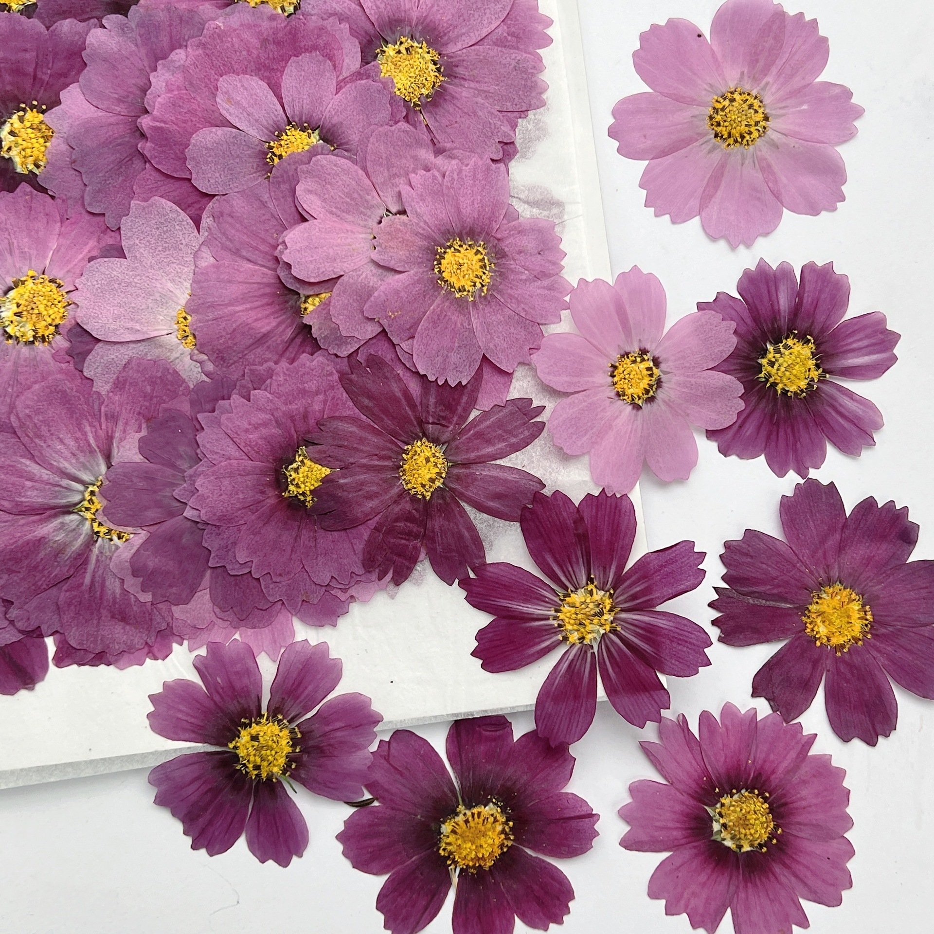 100Pcs Cosmos Dried Flower Pre - Dried Flower Bookmark のレビューと価格