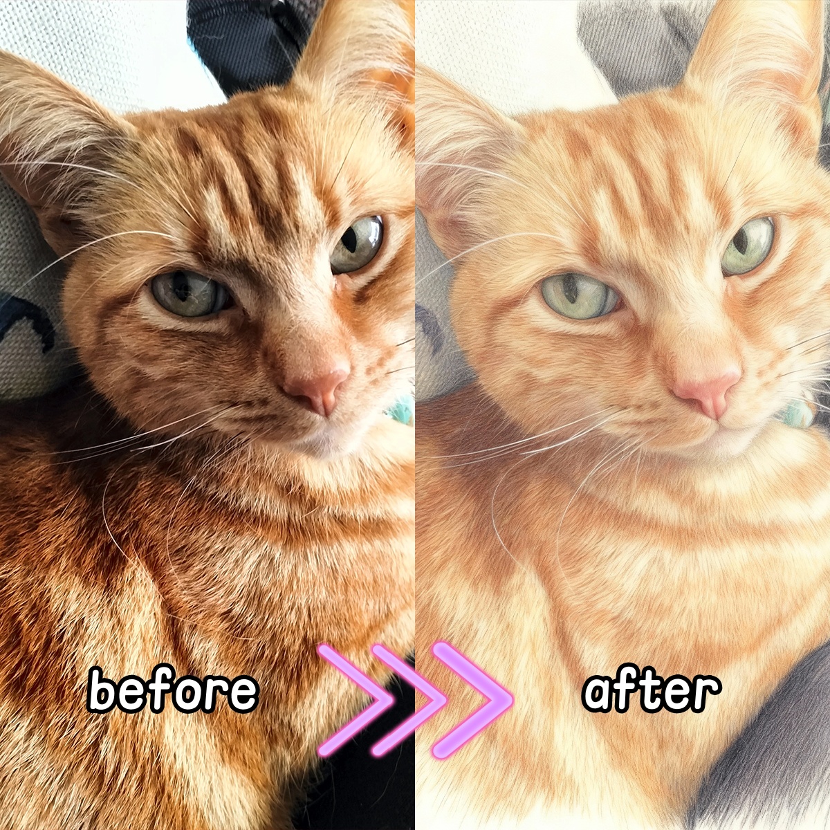 Personalized Custom Colored Pe - Pet Portrait Custom のレビューと価格