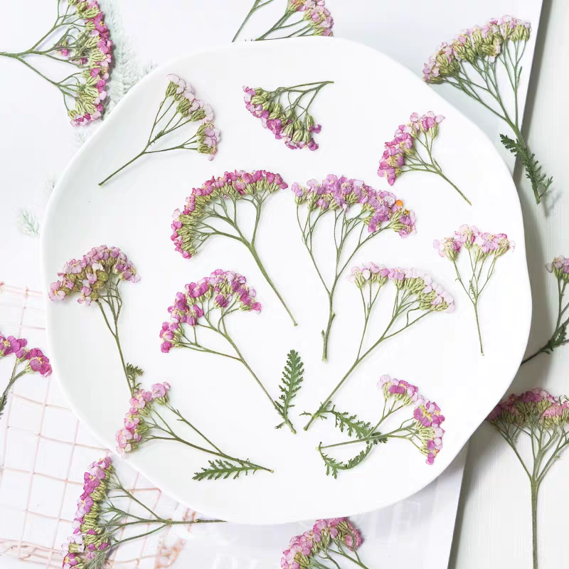 60pcs Pressed Dried Yarrow Ach - Dried Flower Bookmark のレビューと価格