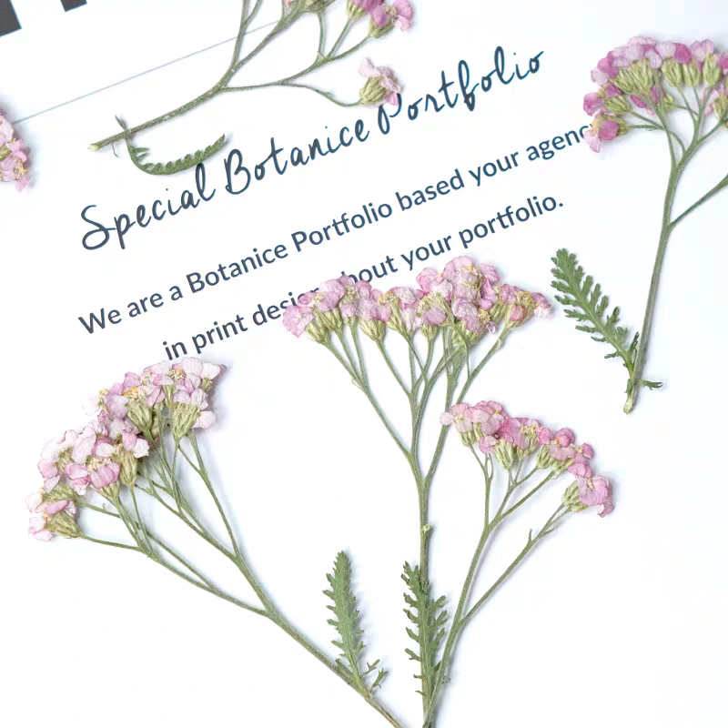 60pcs Pressed Dried Yarrow Ach - Dried Flower Bookmark のレビューと価格