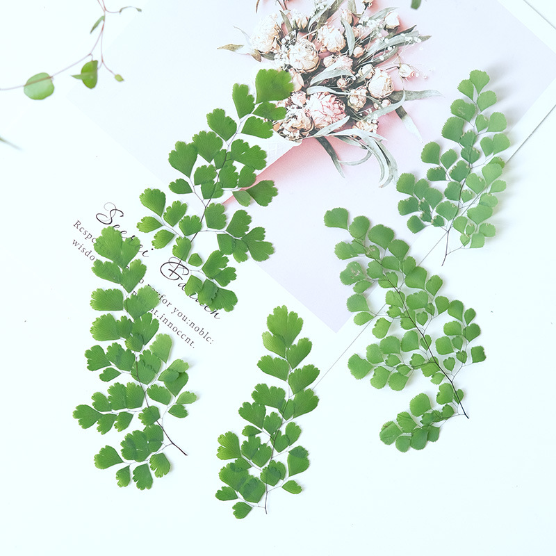60Pcs Natural Plant Real Flowe - Dried Flower Bookmark のレビューと価格