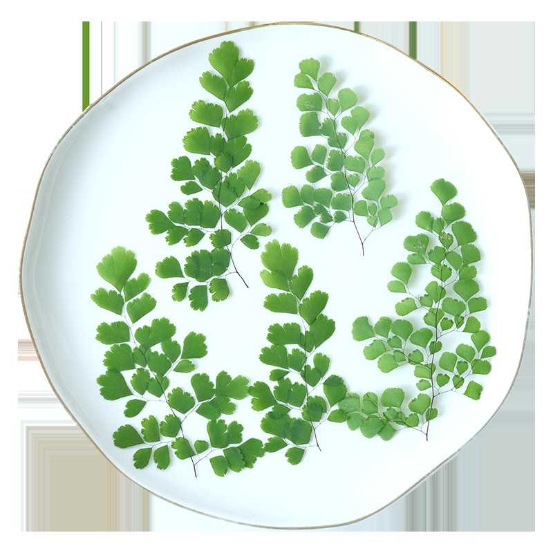 60Pcs Natural Plant Real Flowe - Dried Flower Bookmark のレビューと価格