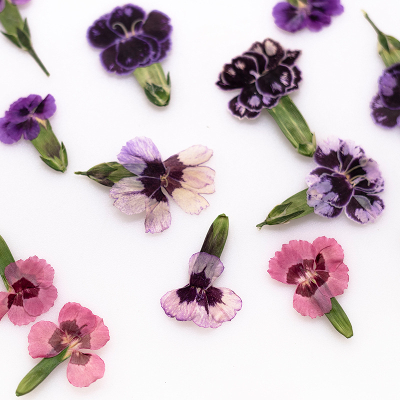 24pcs,Pressed Dried Dianthus F - Dried Flower Bookmark のレビューと価格
