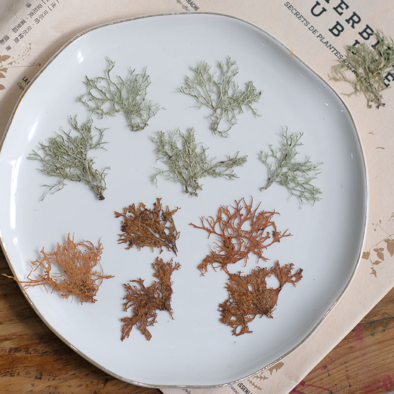 12pcs,Seaweed aquatic plants d - Dried Flower Bookmark のレビューと価格