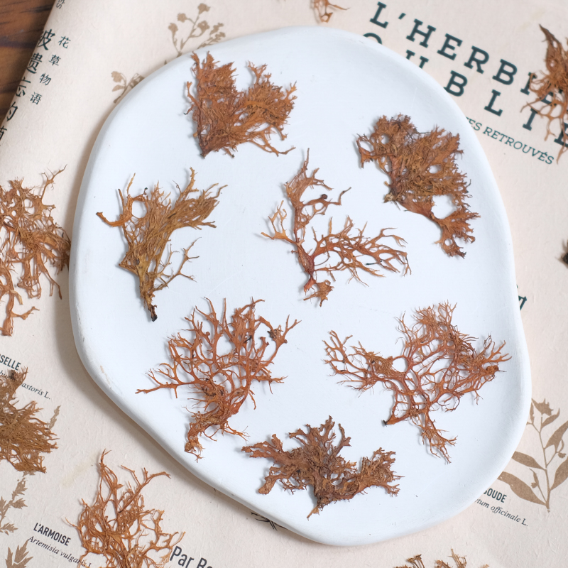 12pcs,Seaweed aquatic plants d - Dried Flower Bookmark のレビューと価格