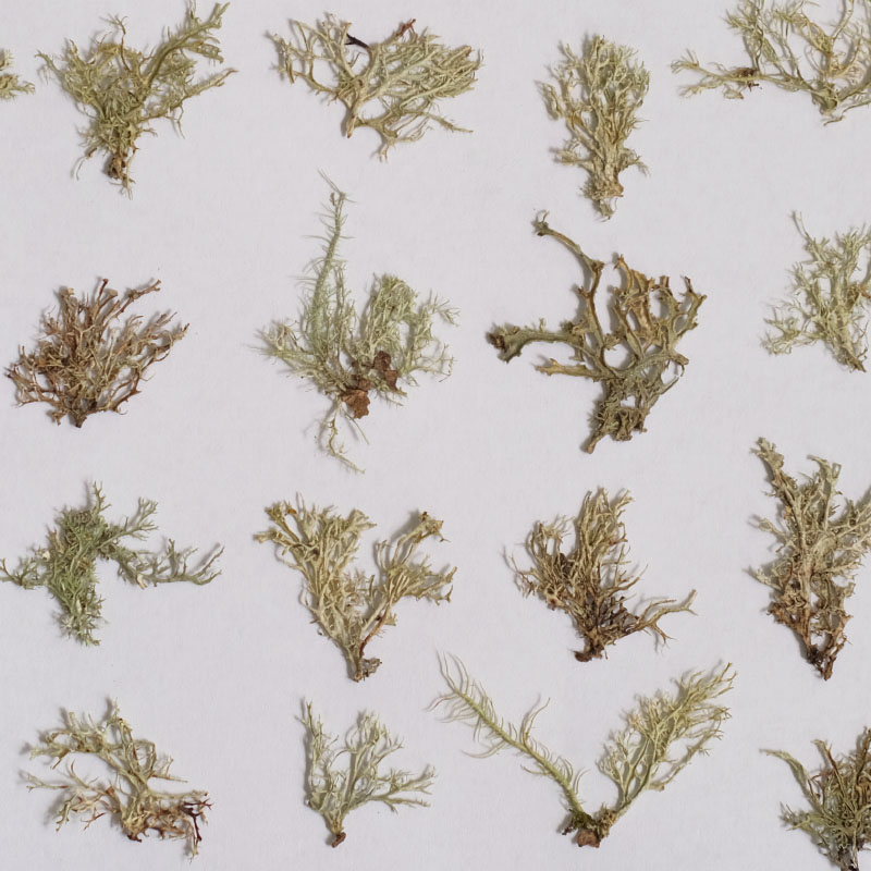 12pcs,Seaweed aquatic plants d - Dried Flower Bookmark のレビューと価格