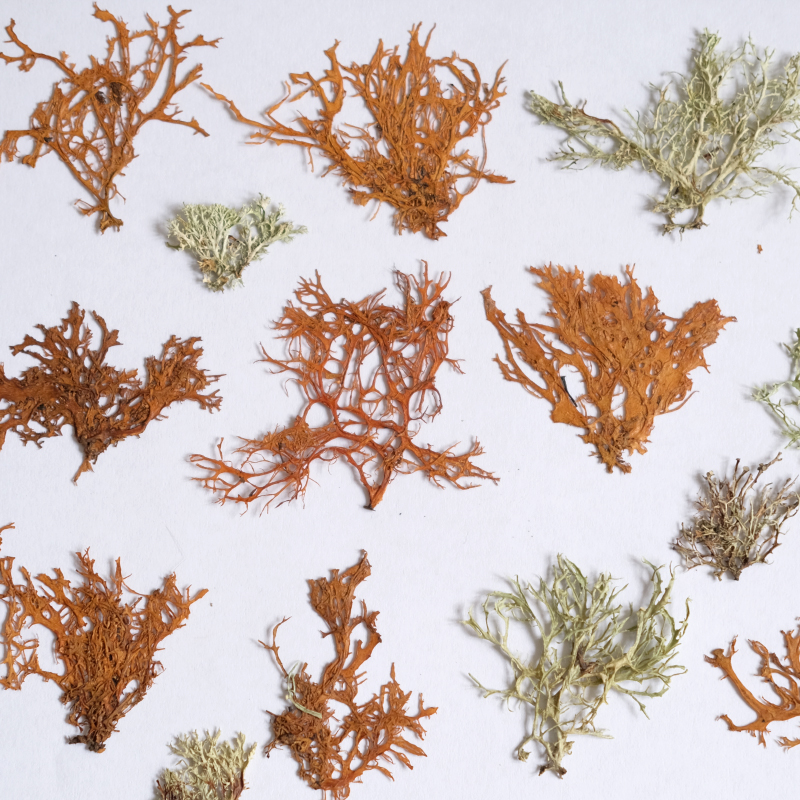 12pcs,Seaweed aquatic plants d - Dried Flower Bookmark のレビューと価格