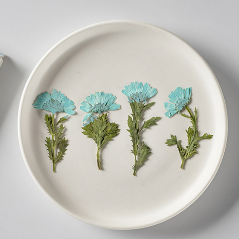 5-8cm/24pcs,Side pressed cryst - Dried Flower Bookmark のレビューと価格